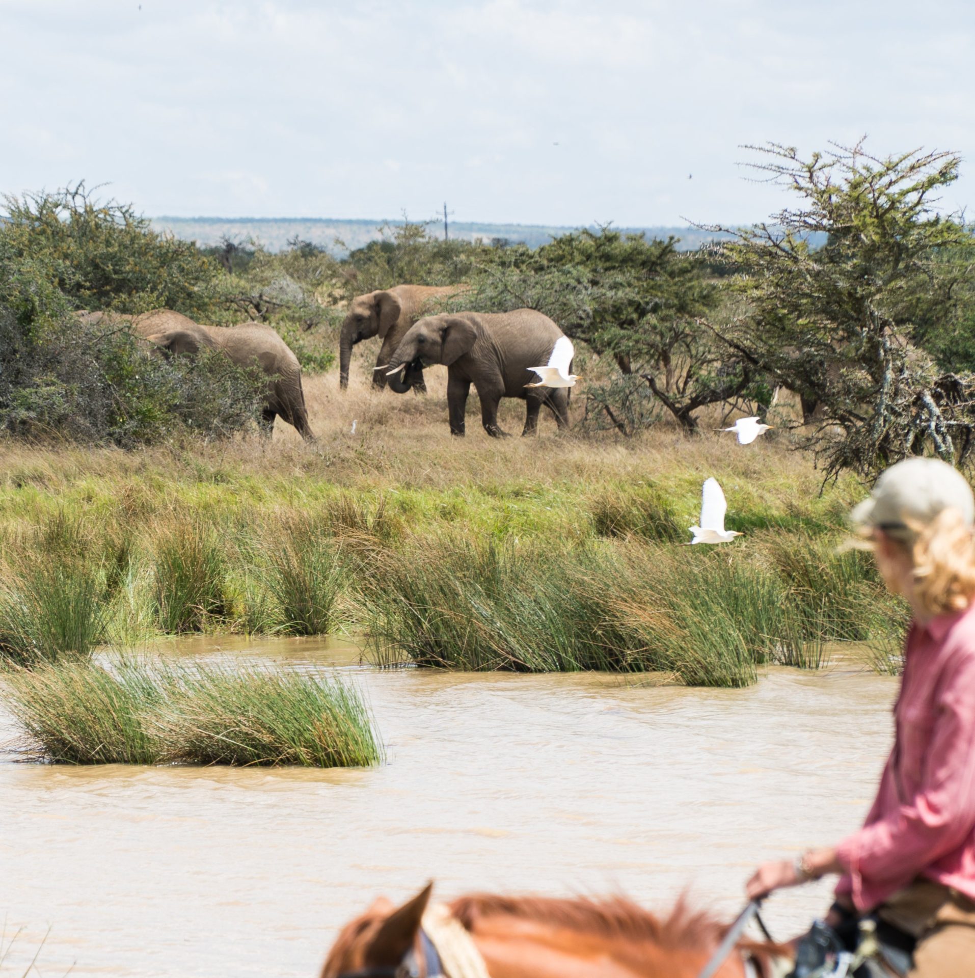 Ziba Adventures – Horseback Safari Kenya Horseback Safari Kenya