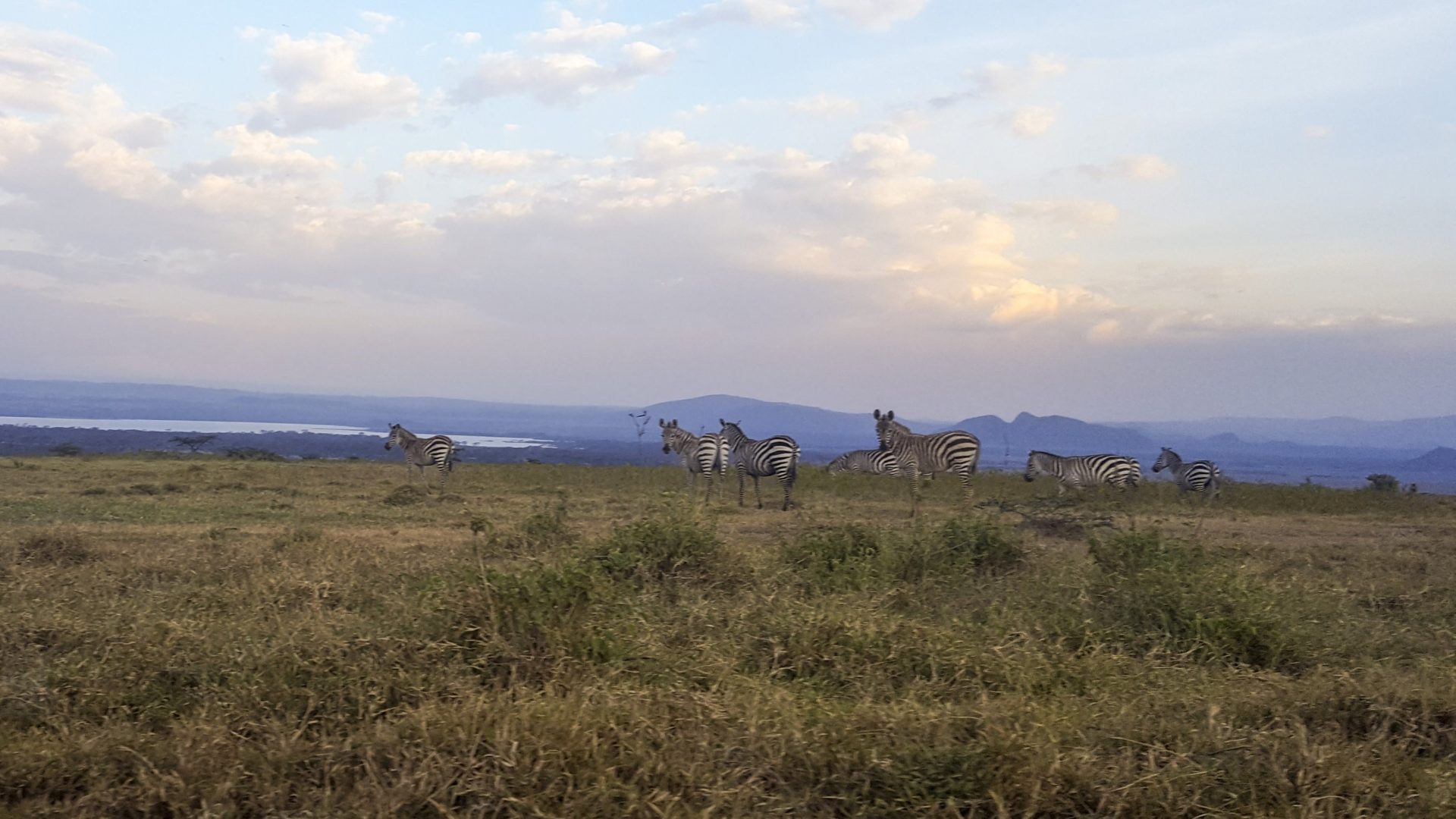 64 zebra-soy-kenya
