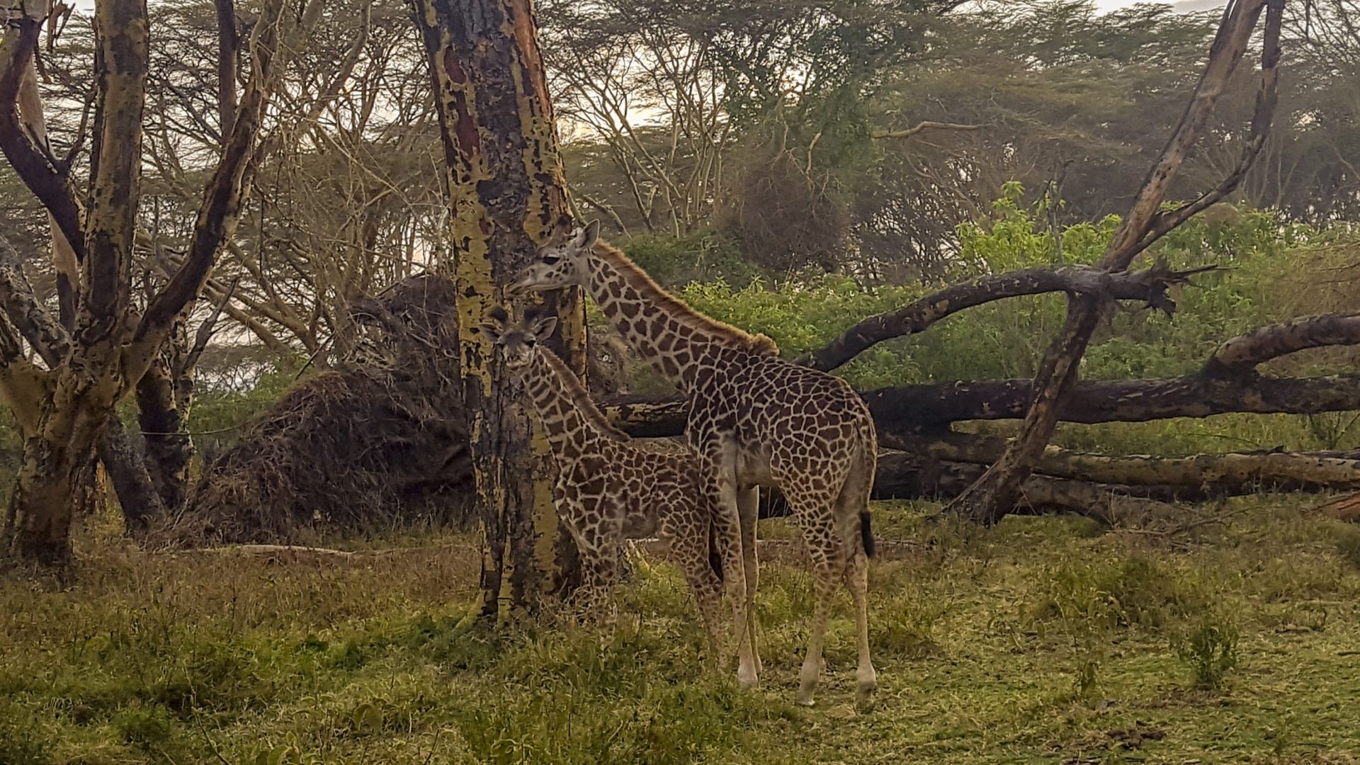 69 giraffe-lake-naivasha