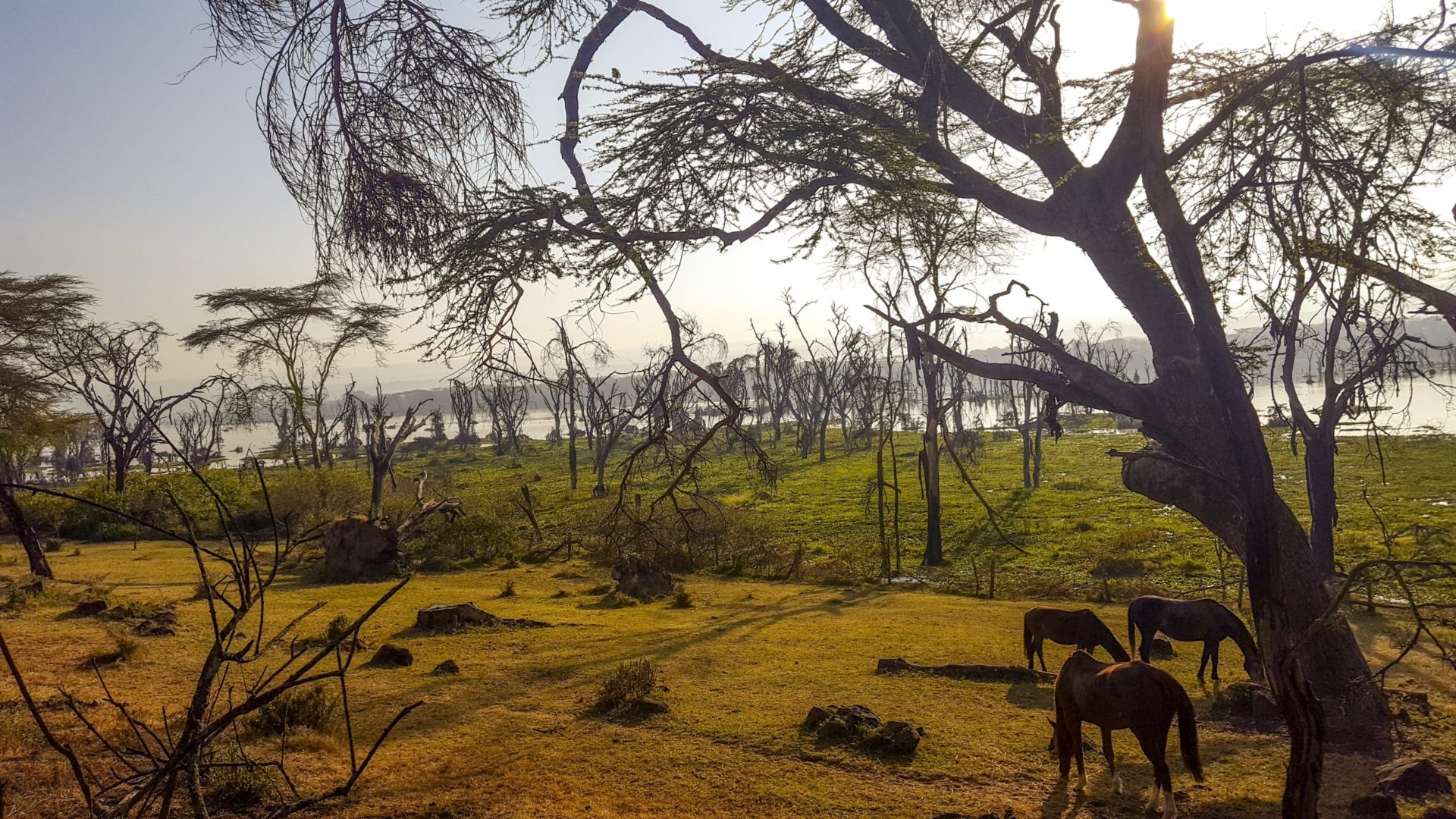 72 lake-naivasha-running